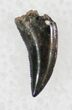 Sharp Raptor (Dromaeosaur) Tooth - Two Medicine Formation #13900-1